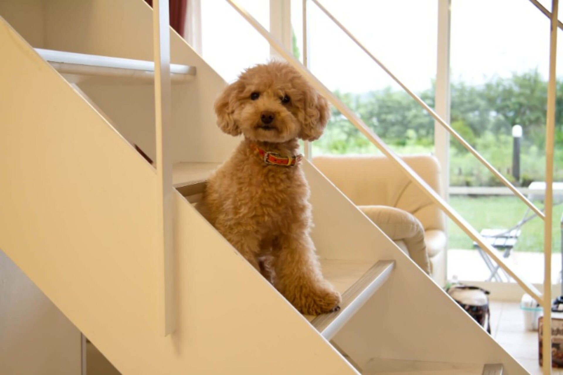 階段で遊ぶ犬