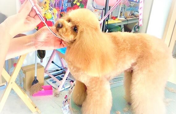 犬本来の美しさを引き立たせるトリミング | 加古川でトリミングサロンをお探しならヒコノウチへ