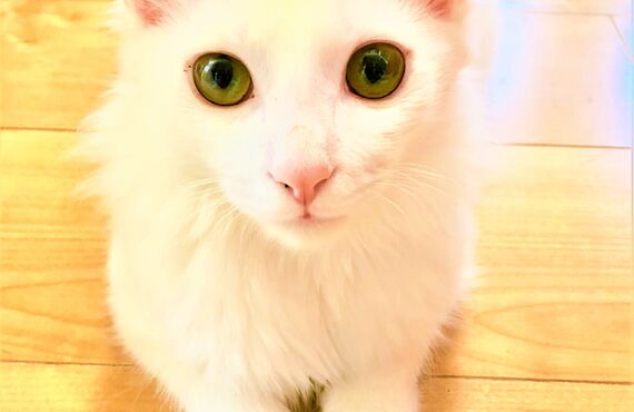 愛猫が安全に泊まれるキャットホテルを運営 | 加古川でトリミングサロンをお探しならヒコノウチへ