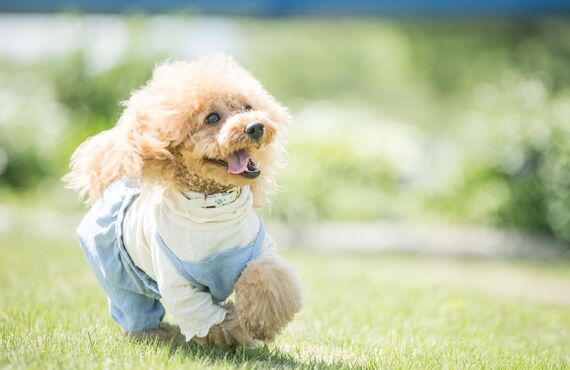 大型の犬にも対応するペットホテル | 加古川でトリミングサロンをお探しならヒコノウチへ