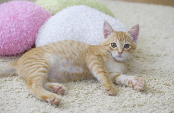 多頭飼いの猫も安心のペットホテル | 加古川でトリミングサロンをお探しならヒコノウチへ
